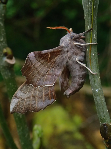 30 Days Wild - Day Two - Treasure a moth | Wildlife Trust for Beds
